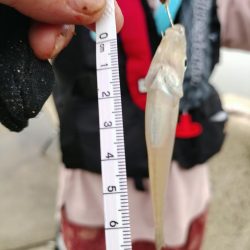 本日も五目釣り