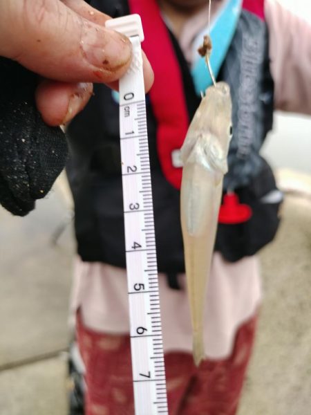 本日も五目釣り