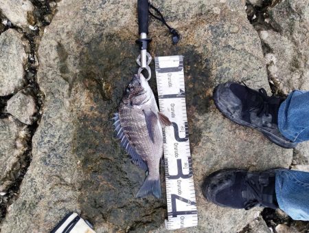 ようやく釣れた。