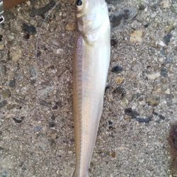 播磨新島のキス情報