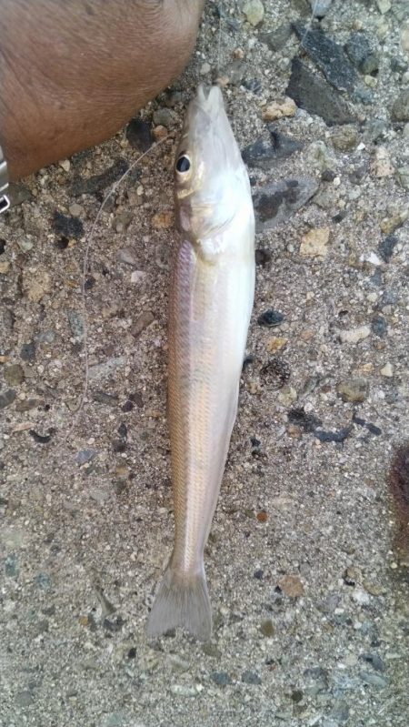 播磨新島のキス情報