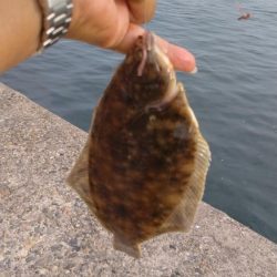 播磨新島のキス調査