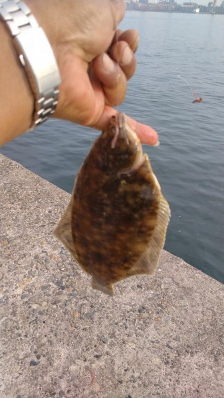 播磨新島のキス調査