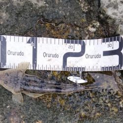 一瞬で終わった釣行、ビデオカメラもセットする間がない…しかもスレ