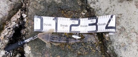 一瞬で終わった釣行、ビデオカメラもセットする間がない…しかもスレ