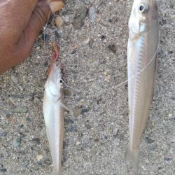 播磨新島のキス調査