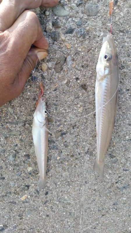 播磨新島のキス調査