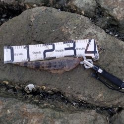 2週連続のフラット！嬉しい限り