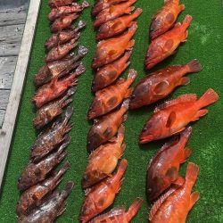 錦でボートロックゲーム