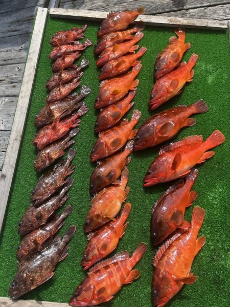 錦でボートロックゲーム