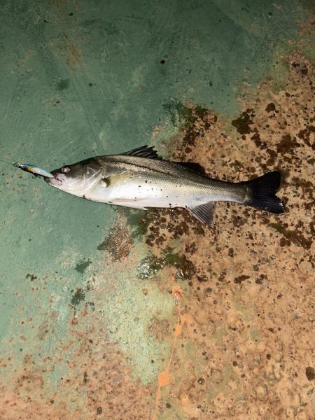 バチシー終了！？