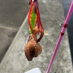 雨後のタコ釣り