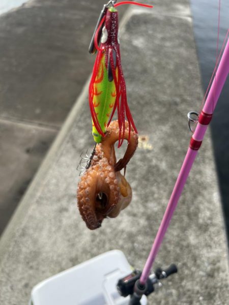 雨後のタコ釣り