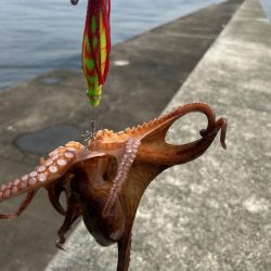 渡船後の蛸釣り修行