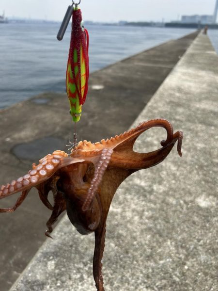 渡船後の蛸釣り修行