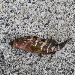 夕まずめの遊び相手