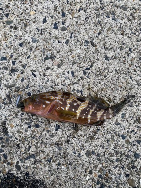 夕まずめの遊び相手