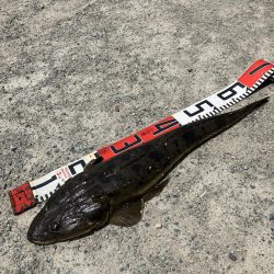 計画休暇2日目 宮津マゴチ祭り