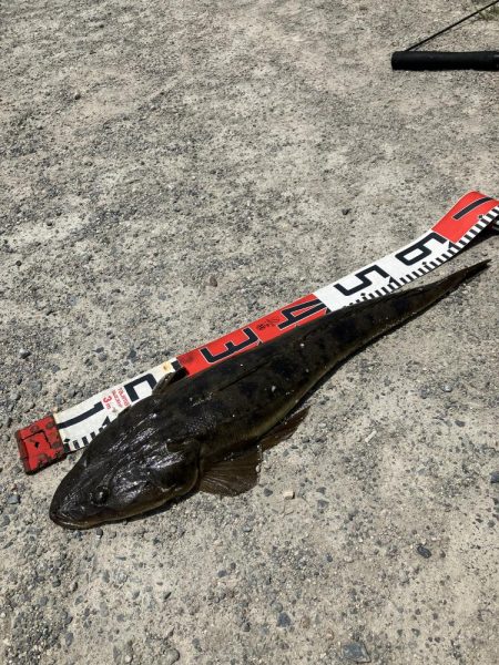 計画休暇2日目 宮津マゴチ祭り