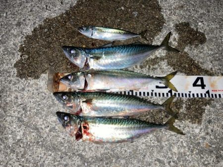 今季初！大きめサバ4本