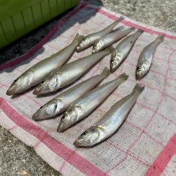 ★★もうキスは釣れていますよ★★