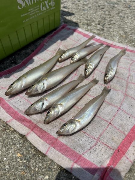 ★★もうキスは釣れていますよ★★