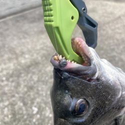 5枚、いよいよシーズンインか⁈