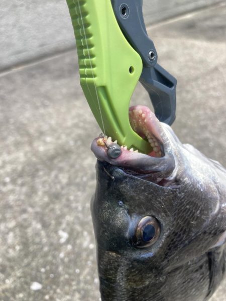 5枚、いよいよシーズンインか⁈