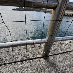 人が多いけど豆アジげきしぶ　