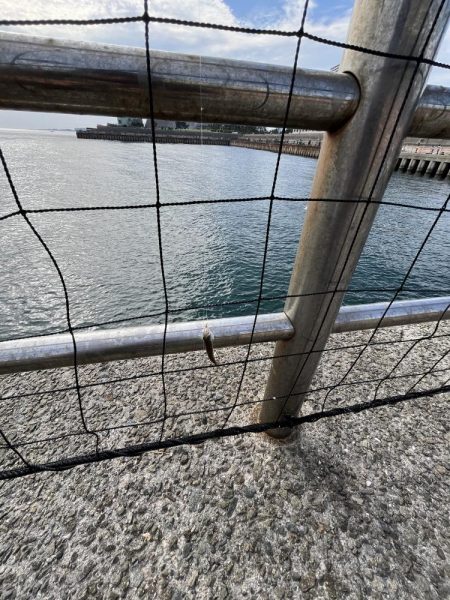 人が多いけど豆アジげきしぶ　