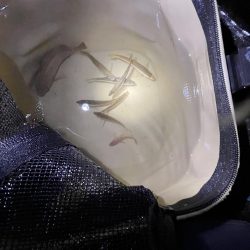 サビキ五目釣り