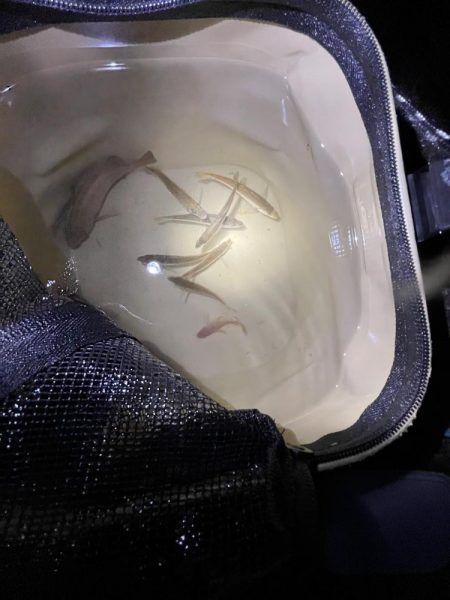 サビキ五目釣り