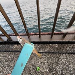 濃霧　おせん日和