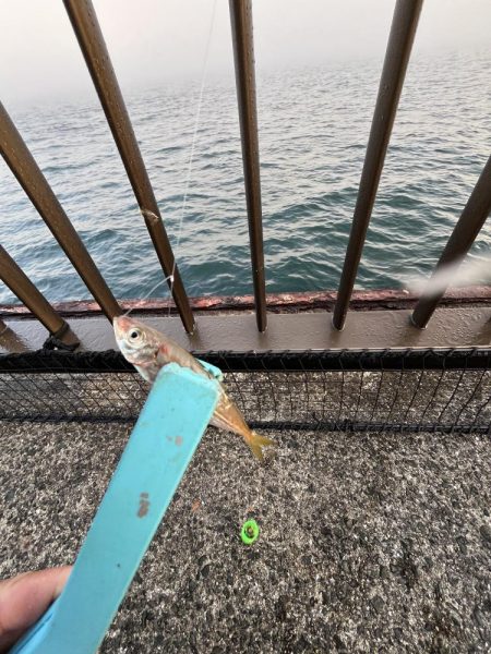 濃霧　おせん日和