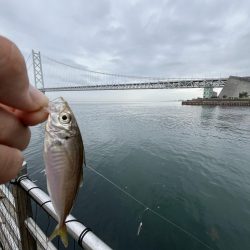 豆アジ回遊あり