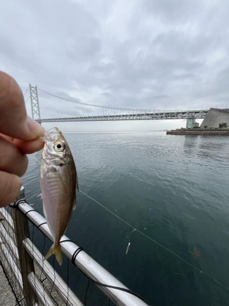 豆アジ回遊あり