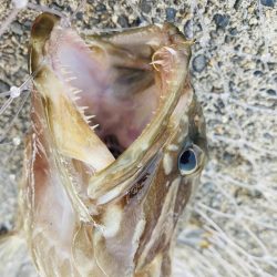 紀州釣りでクエ