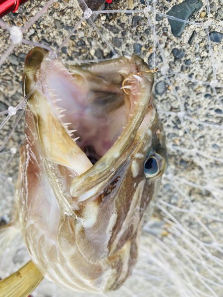 紀州釣りでクエ