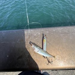 豆アジ回遊中！！