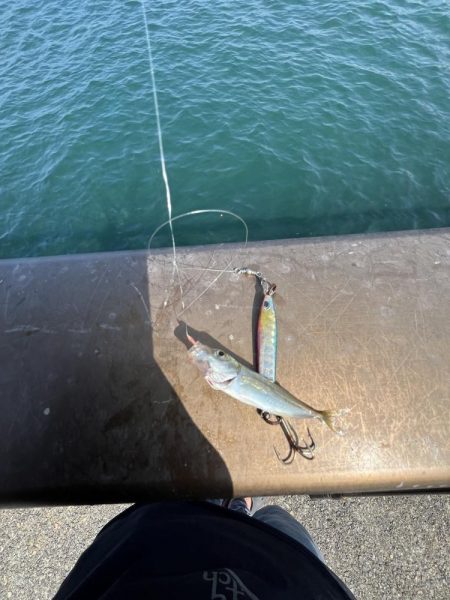 豆アジ回遊中！！