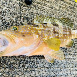 五目釣り 最後は珍客