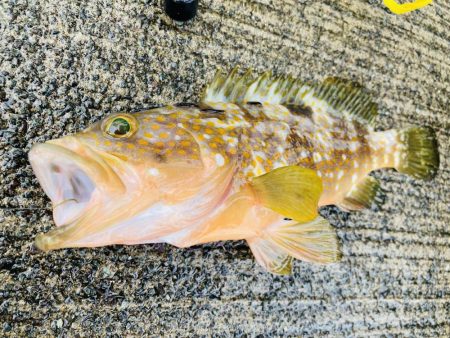 五目釣り　最後は珍客