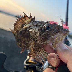 オオモンの季節到来