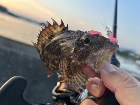 オオモンの季節到来