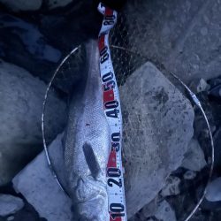 筑後川で80センチシーバス