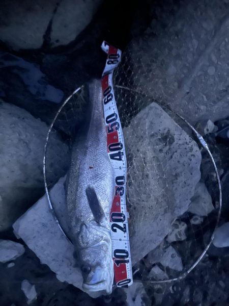 筑後川で80センチシーバス