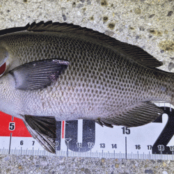 グレング好調！