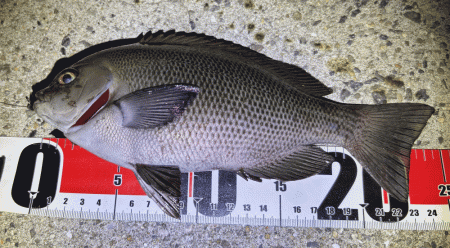 グレング好調！