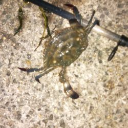 バチじゃないテクトロ