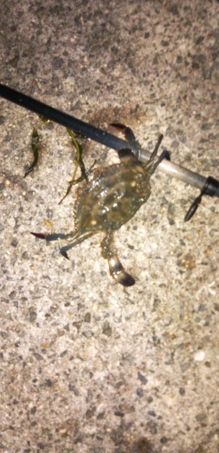 バチじゃないテクトロ